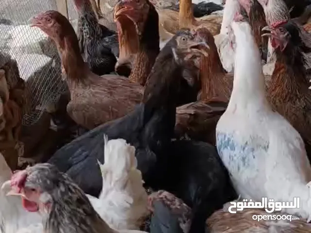 اقرا الوصف مهممم