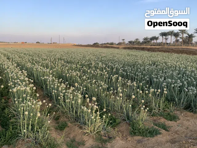 Farm Land for Sale in Fayoum Tamiya