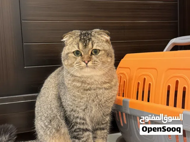سكوتش فولد ذكر للتبني