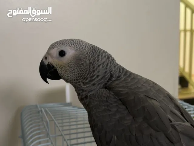 كاسكو اليف