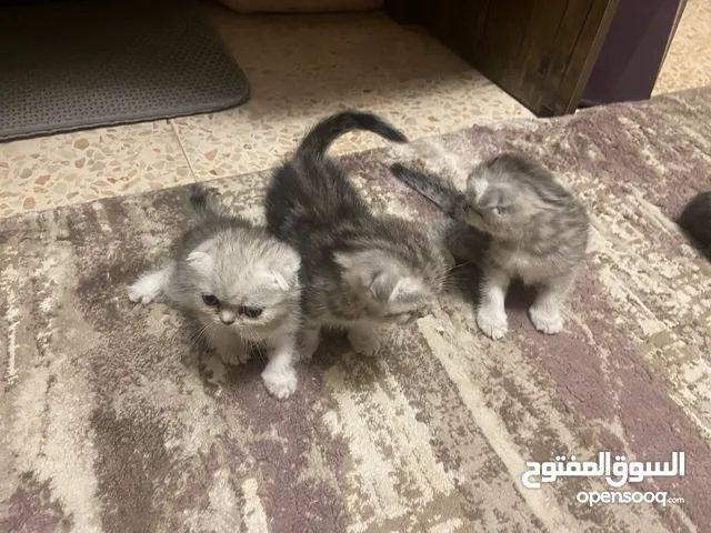 للبيع متبقي 1 سكوتش فولد أصلية (شهرين) – أذان مطوية مميزة، لعوبين وصحية، مناسبة للعائلات ومحبي القطط