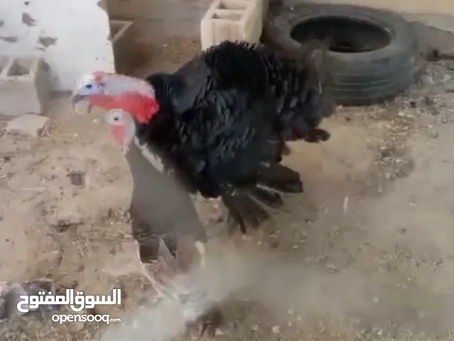 جوز حبش شعلات مشأالله عليهن