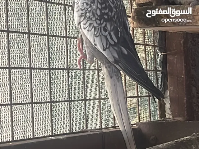 كوكتيل للبيع