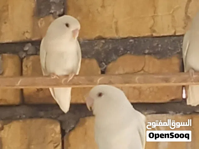زوجين غندوره
