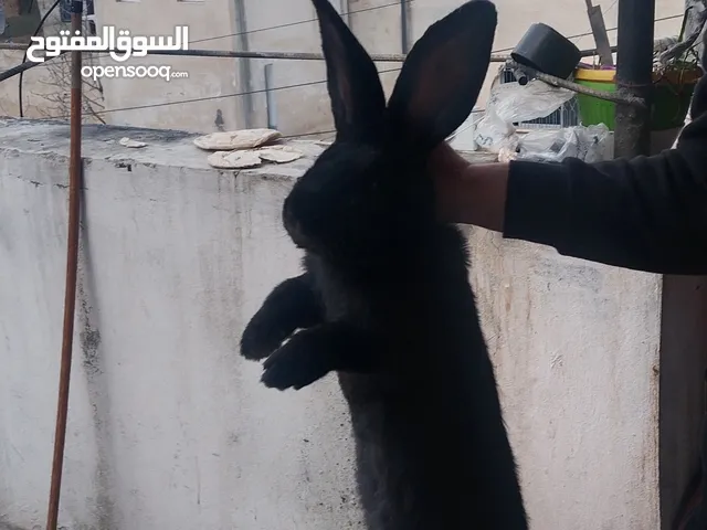 ارنب الماني ضخم ذكر بسعر مغري