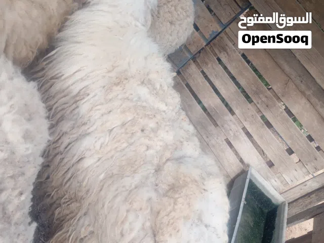 متوفر فطيمه الله يبارك عمرها سنه وشهرين  كعده مبدلتش مسلانها ربي يبارك البيع مستعجل