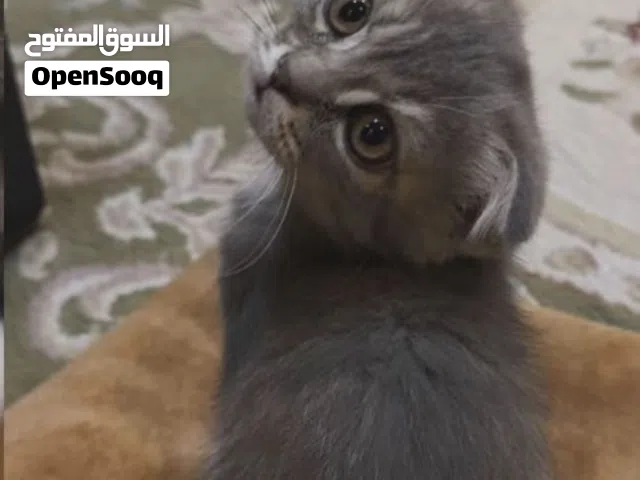 Scottish Fold Cat قطط سكوتش فولد