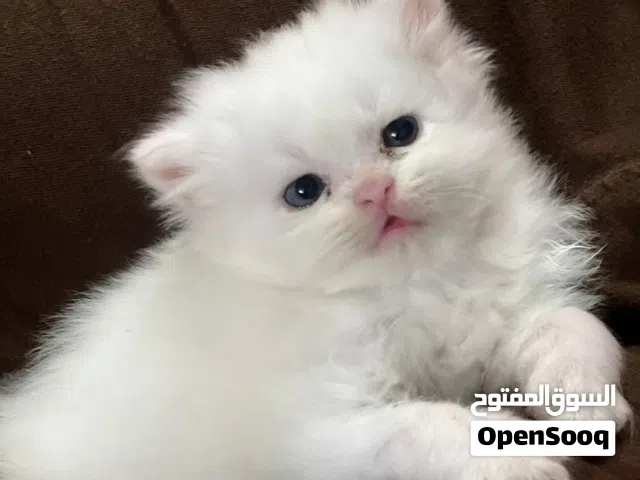 متاح للبيع