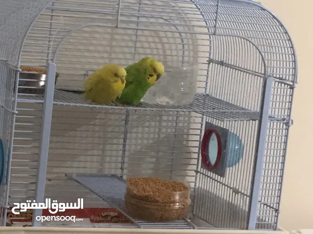 Budgerigar true parrot  Ringneck parakeet