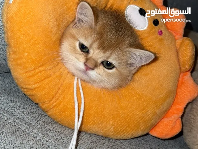 قطه سكوتش ستريت كيتن