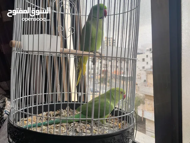 شيكو ببغاء درة هندي يقلد صوت القطة العمر سنة ونص سكر ببغاء درة هندي انثى العمر سنة تقلدصوت العصافير