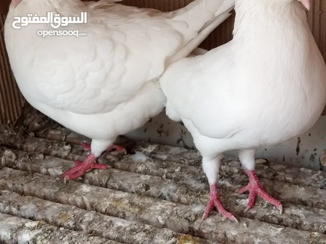 متوفر حمام جوزين