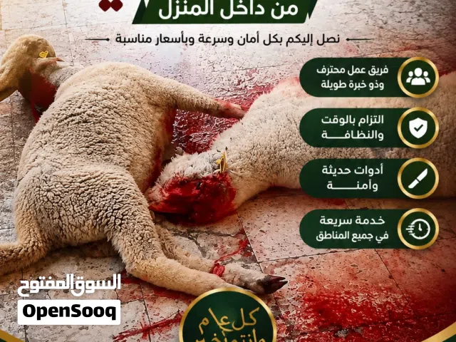 ذبح اضاحي كل عام وأنتم بخير