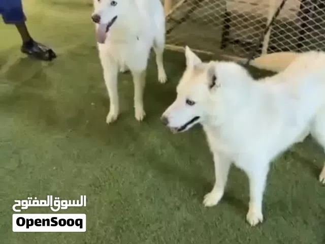 زوج كلاب هاسي مع جواز