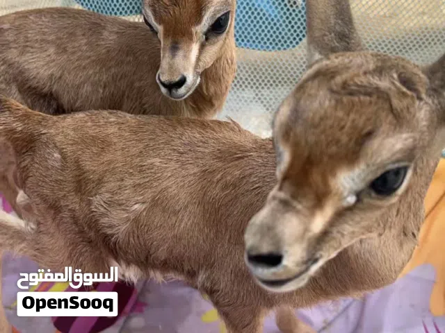 غزلان غزلان ريم عربي صافي انتاج محلي