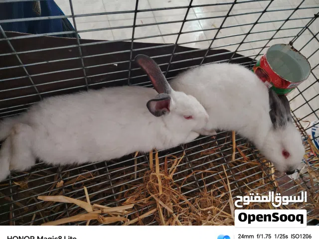 أرانب للبيع 2026