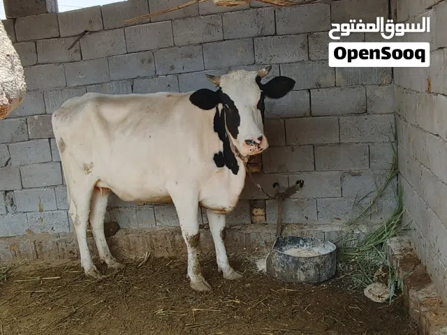 بجر عليهه ثامن