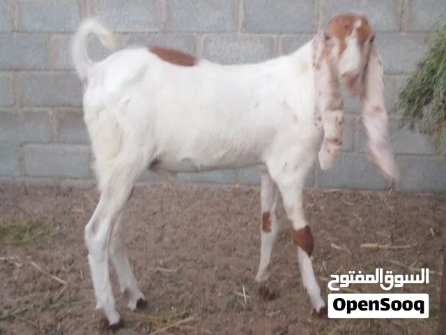 غنم من السلالة الباكستانية