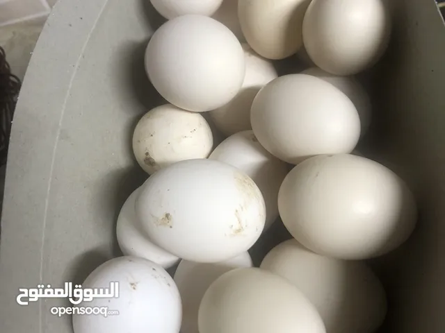 بيض بلدي طازج
