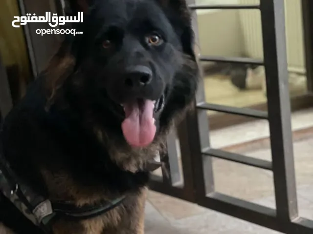 جيرمن شيبرد شو لاين لونج هير روسي للتزاوج