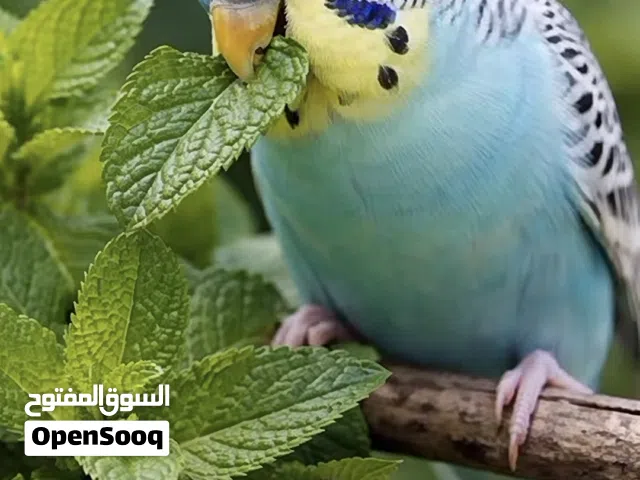 مطلوب عصفور يلعب مع الإنسان