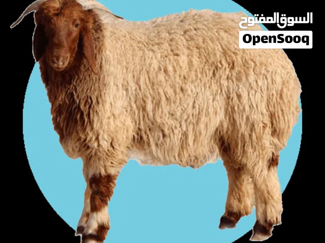 يوجد أغنام ضحايا لجميع