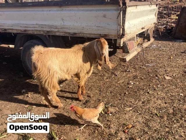 ضراوي افحوله قبرصيات للبيع الكويفية