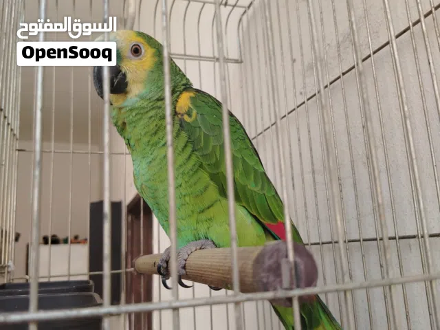 ببغاء امازون بلوفرندد اليف متكلم