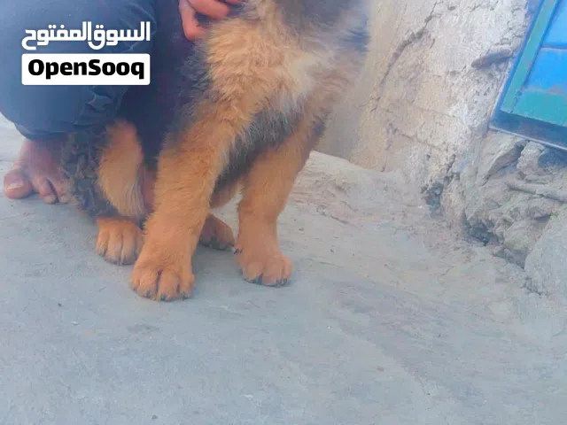 ذكر جيرمن بيور