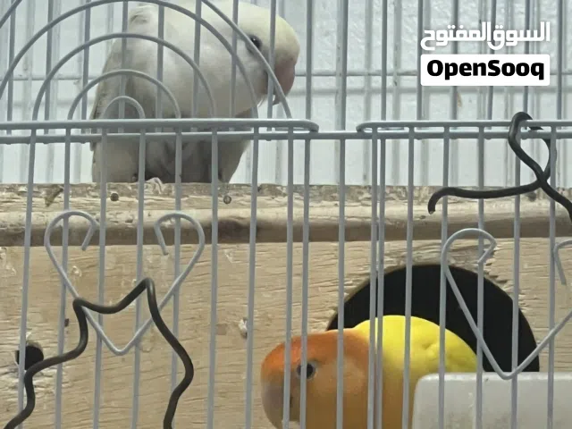 للبيع زوج لوف بيرد