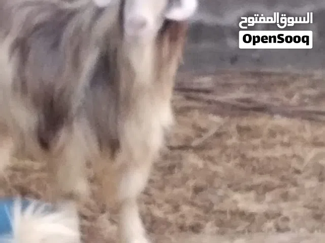 تيس عماني رحبي للبيع