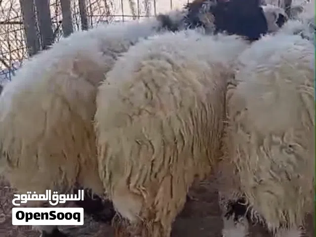 للبيع خرفان اضاحي