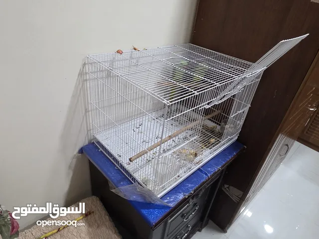 2 pcsgreen parrot for sale