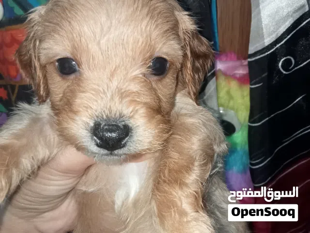 بيشون مالطي شهر ونص