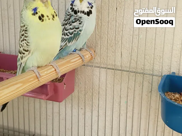كوبيه نمبر الله يبارك مصوقره وصور انتاجها كلمني وتس نبعتلك