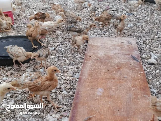 دجاج بلدي نظافة وصحة
