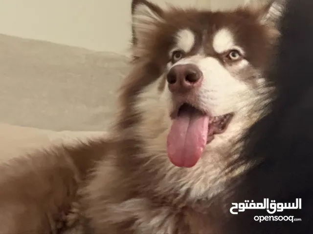 Pure Alaskan malamute, fully vaccinated with passport and nurtured