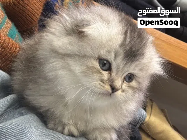 فحل سكوتش عمر شهرين اقرة وصف