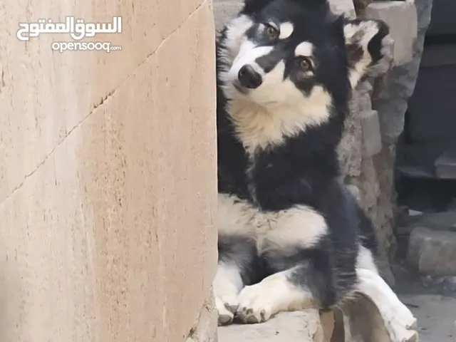 كلبه هاسكي سيبيري مقنعه باتمان بيور من المعدوم وحاجه فخمه بكل ماتعنيه الكلمه
