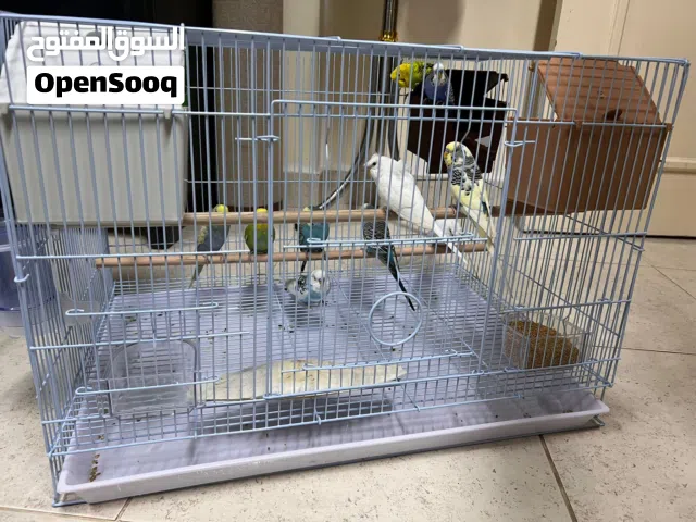 Budgies, Fancy White Hogo & Bird Houses for Sale