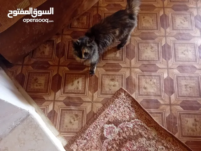 قطوس مكان غريان يوجد توصيل