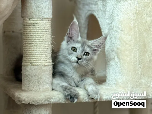 Mainecoon kitten