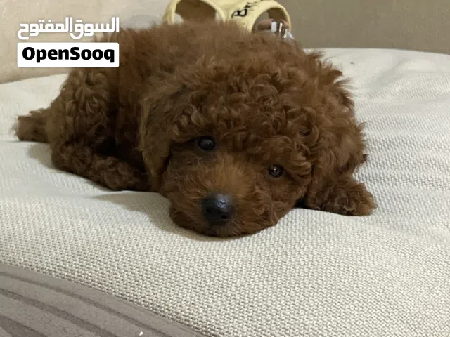 Toy poodle