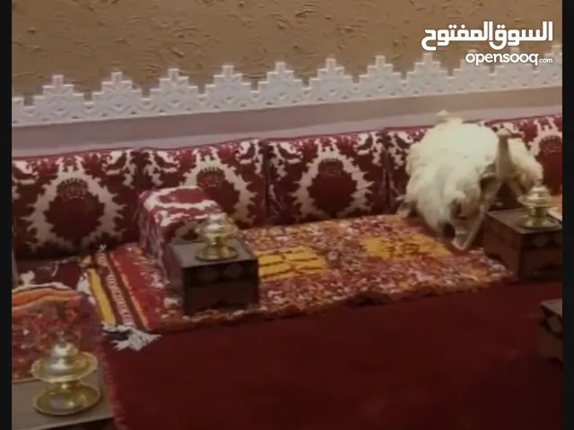للبيع مطاعم شعبيه مواقع فوق الممتازه وشغاله