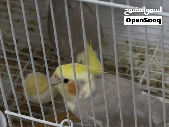 زوج طيور كوكتيل للبيع