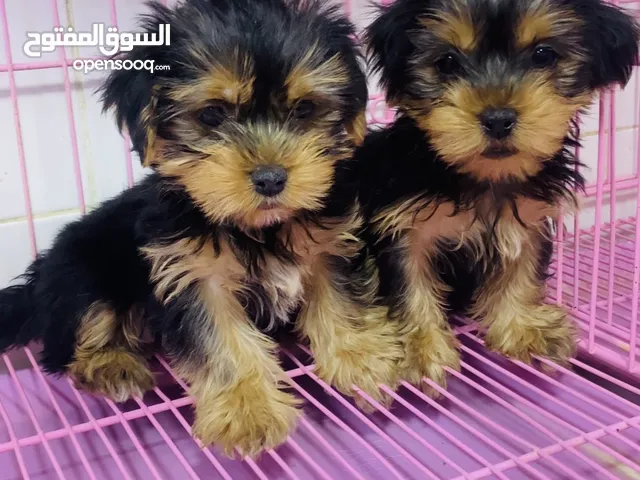 Yoursark and all tape dogs for sale & Buy