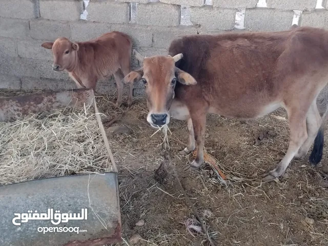 بقره تحتها عجل ابن شهرين