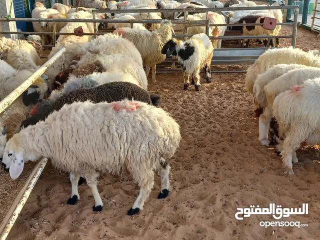 SHEEPS AND GOATS AVAILABLES