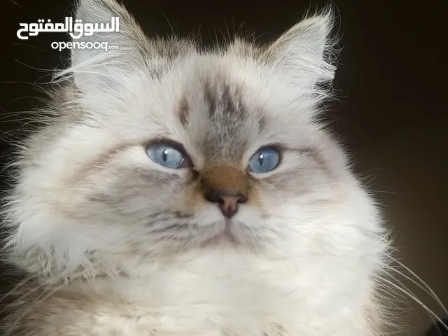 قط للبيع هملايا