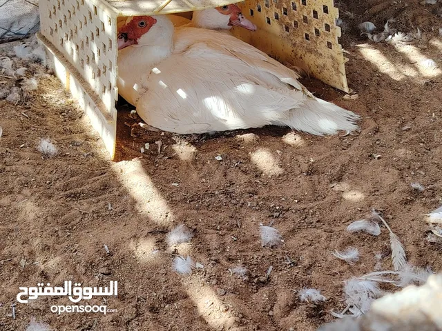 19 بط مصري